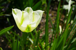 Tulipe, Bagatelle, 2017