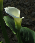 Arum d'Ethiopie, Bois de Boulogne, 2016