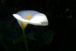 Arum d'Ethiopie, Bagatelle, 2017
