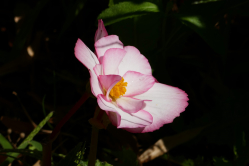 Bgonia, Serres d'Auteuil, 2016