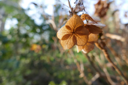Hortensia, Bagatelle, 2018