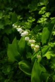 Muguet, Britzergarten, Berlin, 2018