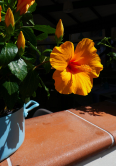 Hibiscus, Manarola, Italie, 2018