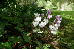 Cyclamens, Bagatelle, 2017