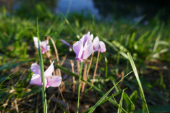 Cyclamens, Pr Catelan, Bois de Boulogne, 2016