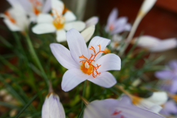 Crocus, Kew gardends, 2016