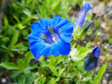 Gentiane de Koch, jardin des plantes, 2017