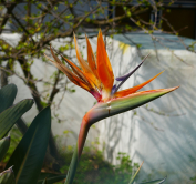 Oiseau de paradis, ile de Stromboli, Italie, 2017