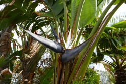 Oiseau de paradis, ile de Stromboli, Italie, 2017