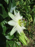 Passiflore, le de Brhat, 2015