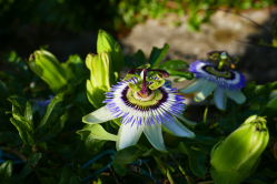 Passiflore, Moneglia, Italie, 2018
