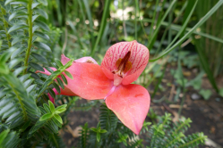 Orchidee, genre Disa, Chaumont sur Loire, 2018