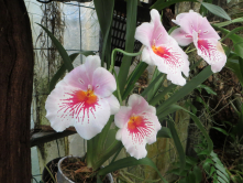Miltonia, Funchal, Madre, 2016