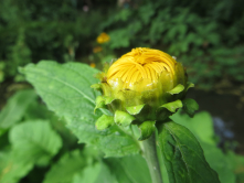 Jardin des plantes, 2016