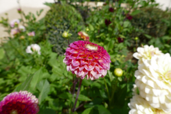 Dahlia pompom, Jardin d'acclimatation, 2018