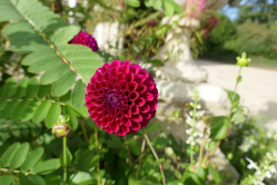 Dahlia pompon, Bagatelle, 2017