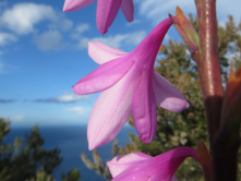 Le watsonia, Madre, 2016