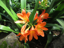 Clivia, Funchal, Madre, 2016