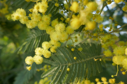 Mimosa, jardin des plantes, 2018