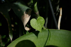 Chaumont sur Loire, 2018