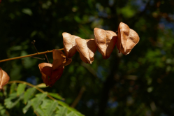 Lanternes du savonnier, jardin des plantes, 2018