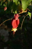 Abutilon grimpant, jardin des plantes, 2018