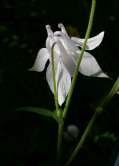 Ancolie, Parc floral de Vincennes, 2018