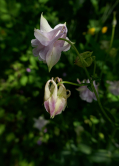Ancolies, Parc floral de Vincennes, 2018
