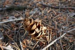 Pomme de pin de Douglas, Grand Teton National Park, USA, 2017