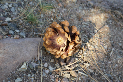 Pomme de pin, Flaming gorge, USA, 2017