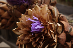 Artichaut en fleurs, Saint Pol de Lon, Finistre, 2015
