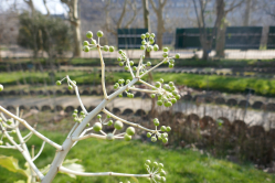Fatsia japonica, Jardin des plantes, 2018