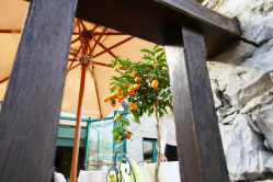Kumquats, Moneglia, Italie, 2018