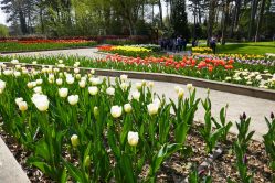 Tulipes, Parc floral de Vincennes, 2017