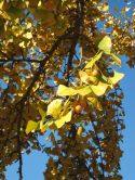 Ginkgo biloba femelle, Bois de Boulogne 2009