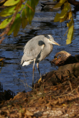 Hron, grand lac du bois de Boulogne, 2018