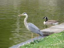 Hron, Parc floral de Vincennes, 2016