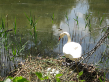 Cygnes, lacs du bois de Boulogne, 2016