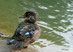 Canard carolin, Bagatelle, 2016