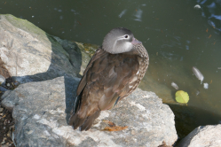 Canard mandarin femelle peut tre, zoo de Beauval, 2018