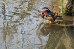 Canard mandarin, jardin des plantes, 2019