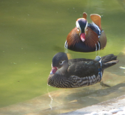Couple de canards mandarins, mnagerie du jardin des plantes, 2016 