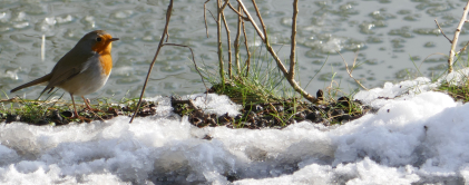 Rouge-gorge, Grand lac du bois de Boulogne, 2018
