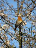 Rouge-gorge, Bois de Boulogne, 2018