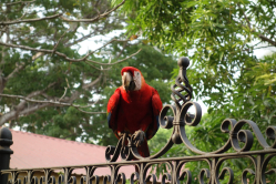 Un ara macao, Costa Rica, 2013