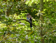 Geai des chnes, Bois de Boulogne, 2016