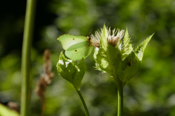 Papillon citron, Doubs, 2016