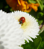 Coccinelle, marie de Suresnes, 2017