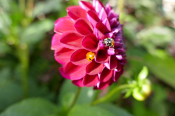 Coccinelle, Bagatelle, 2017
