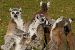Lmuriens, zoo de Thoiry, 2019